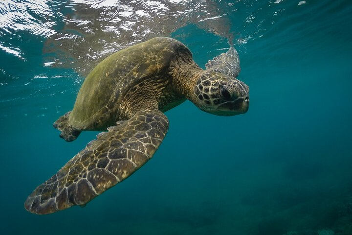 Snorkeling with Sea Turtles in Mirissa (Pickup and Drop included) - Photo 1 of 7